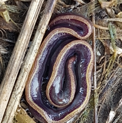 Caenoplana variegata (Two-tone Planarian) at Holt, ACT - 9 Sep 2021 by trevorpreston