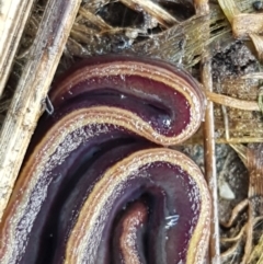 Caenoplana bicolor at Holt, ACT - 9 Sep 2021