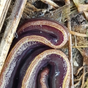 Caenoplana bicolor at Holt, ACT - suppressed