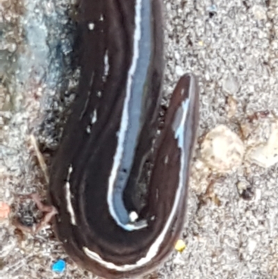 Parakontikia ventrolineata (Stripe-bellied flatworm) at Holt, ACT - 9 Sep 2021 by tpreston