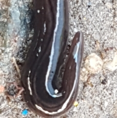 Parakontikia ventrolineata (Stripe-bellied flatworm) at Holt, ACT - 9 Sep 2021 by tpreston