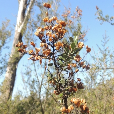 Bursaria spinosa (Native Blackthorn, Sweet Bursaria) at Tennent, ACT - 1 Sep 2021 by michaelb