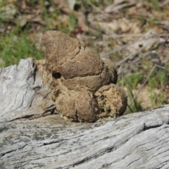 Vombatus ursinus (Common wombat, Bare-nosed Wombat) at Namadgi National Park - 1 Sep 2021 by michaelb