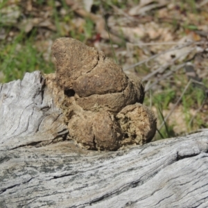 Vombatus ursinus at Tennent, ACT - 1 Sep 2021