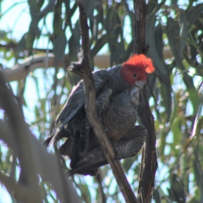 Callocephalon fimbriatum (Gang-gang Cockatoo) at Red Hill to Yarralumla Creek - 1 Sep 2021 by kieranh