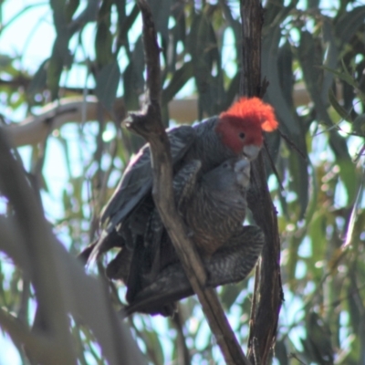 Callocephalon fimbriatum (Gang-gang Cockatoo) at Hughes Grassy Woodland - 1 Sep 2021 by kieranh