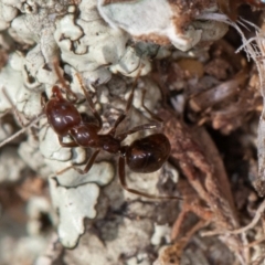Papyrius sp. (genus) (A Coconut Ant) at Symonston, ACT - 9 Sep 2021 by rawshorty