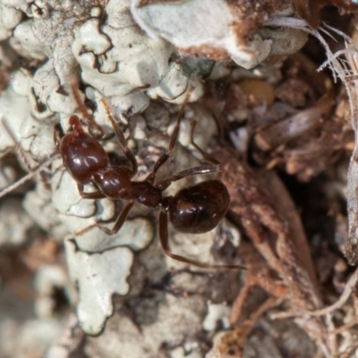 Papyrius sp. (genus) (A Coconut Ant) at Callum Brae - 9 Sep 2021 by rawshorty