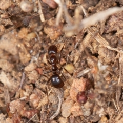 Papyrius sp. (genus) at Symonston, ACT - 10 Sep 2021