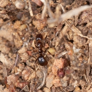 Papyrius sp. (genus) at Symonston, ACT - 10 Sep 2021