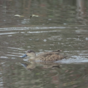 Anas gracilis at Strathnairn, ACT - 10 Sep 2021