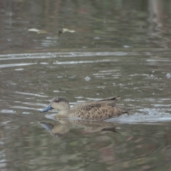 Anas gracilis (Grey Teal) at Holt, ACT - 10 Sep 2021 by wombey