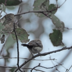 Stizoptera bichenovii (Double-barred Finch) at Holt, ACT - 10 Sep 2021 by wombey