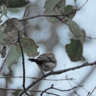 Stizoptera bichenovii (Double-barred Finch) at Woodstock Nature Reserve - 10 Sep 2021 by wombey