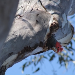 Callocephalon fimbriatum at Hughes, ACT - 1 Sep 2021