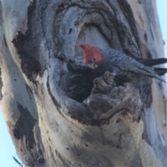 Callocephalon fimbriatum (Gang-gang Cockatoo) at Red Hill to Yarralumla Creek - 5 Sep 2021 by kieranh