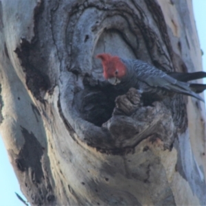 Callocephalon fimbriatum at Hughes, ACT - 5 Sep 2021