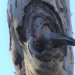 Callocephalon fimbriatum at Hughes, ACT - 5 Sep 2021