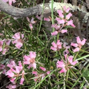 Lissanthe strigosa subsp. subulata at Nicholls, ACT - 10 Sep 2021