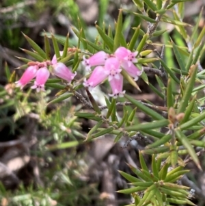 Lissanthe strigosa subsp. subulata at Nicholls, ACT - 10 Sep 2021