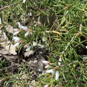 Lissanthe strigosa subsp. subulata at Nicholls, ACT - 10 Sep 2021