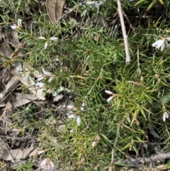 Lissanthe strigosa subsp. subulata at Nicholls, ACT - 10 Sep 2021