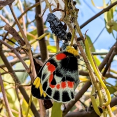 Delias harpalyce (Imperial Jezebel) at Lions Youth Haven - Westwood Farm A.C.T. - 10 Sep 2021 by HelenCross