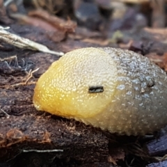 Arion intermedius (Hedgehog Slug) at Holt, ACT - 10 Sep 2021 by trevorpreston