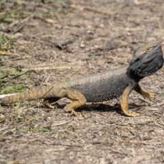 Pogona barbata (Eastern Bearded Dragon) at Cooleman Ridge - 10 Sep 2021 by SWishart