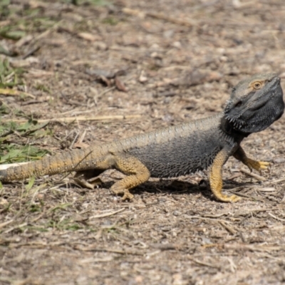 Pogona barbata (Eastern Bearded Dragon) at Cooleman Ridge - 10 Sep 2021 by SWishart