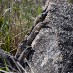 Egernia cunninghami (Cunningham's Skink) at Cooleman Ridge - 10 Sep 2021 by SWishart