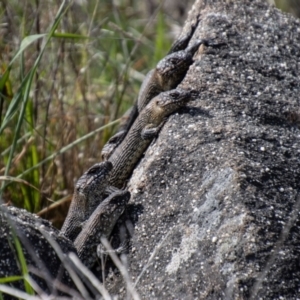 Egernia cunninghami at Chapman, ACT - 10 Sep 2021 10:11 AM