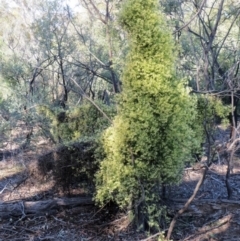 Clematis leptophylla (Small-leaf Clematis, Old Man's Beard) at Hawker, ACT - 2 Oct 2019 by sangio7