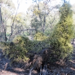 Clematis leptophylla at Hawker, ACT - 3 Oct 2019