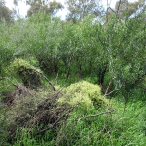 Clematis leptophylla at Hawker, ACT - 9 Sep 2021