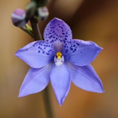 Thelymitra ixioides (Dotted Sun Orchid) at Bundanoon, NSW - 10 Sep 2021 by Snowflake