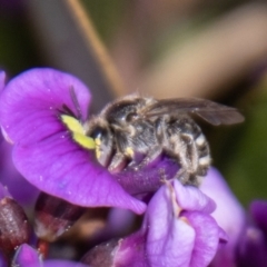 Lasioglossum (Chilalictus) sp. (genus & subgenus) (Halictid bee) at Chapman, ACT - 10 Sep 2021 by SWishart