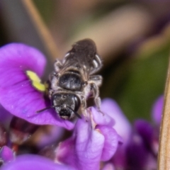 Lasioglossum (Chilalictus) sp. (genus & subgenus) at Chapman, ACT - 10 Sep 2021 10:50 AM