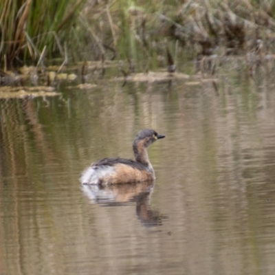 Tachybaptus novaehollandiae (Australasian Grebe) at Cooleman Ridge - 10 Sep 2021 by SWishart