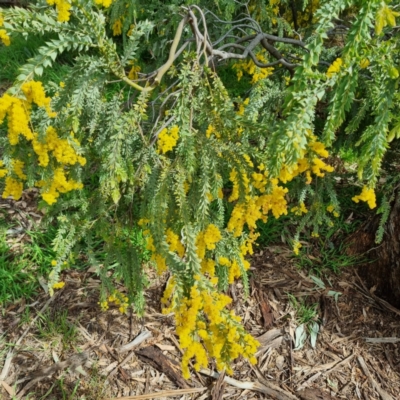 Acacia vestita (Hairy Wattle) at Griffith, ACT - 10 Sep 2021 by CCMB
