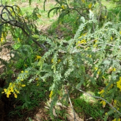 Acacia vestita at Griffith, ACT - 10 Sep 2021 01:15 PM