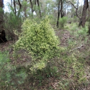 Clematis leptophylla at Hawker, ACT - 9 Sep 2021