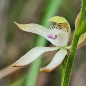 Caladenia ustulata at Denman Prospect, ACT - suppressed