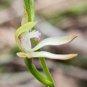 Caladenia ustulata at Denman Prospect, ACT - 10 Sep 2021