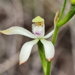 Caladenia ustulata at Denman Prospect, ACT - 10 Sep 2021