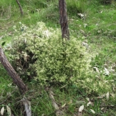 Clematis leptophylla (Small-leaf Clematis, Old Man's Beard) at Hawker, ACT - 9 Sep 2021 by sangio7