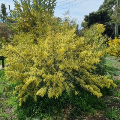 Acacia floribunda (White Sally Wattle, Gossamer Wattle) at Griffith Woodland - 10 Sep 2021 by CCMB
