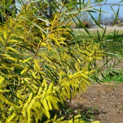 Acacia floribunda at Griffith, ACT - 10 Sep 2021 01:16 PM