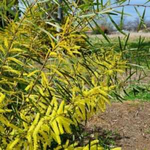 Acacia floribunda at Griffith, ACT - 10 Sep 2021