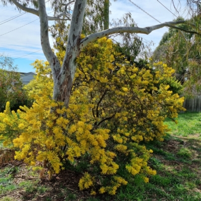 Acacia covenyi (Blue Bush) at Griffith Woodland - 10 Sep 2021 by CCMB